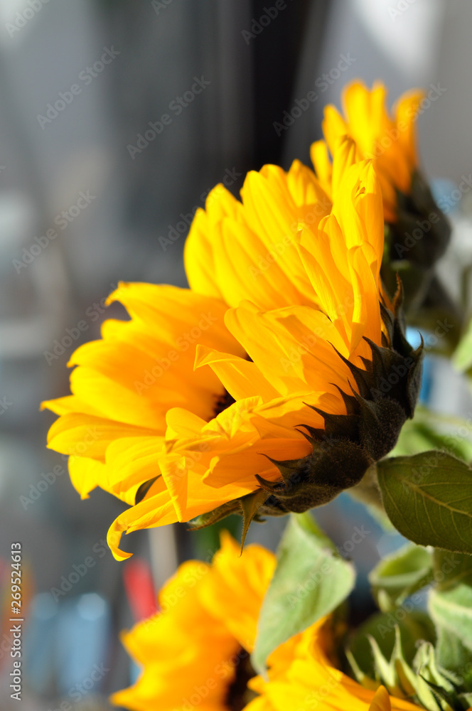 Fototapeta premium Growing Sunflower. decorative sky. bright yellow flower
