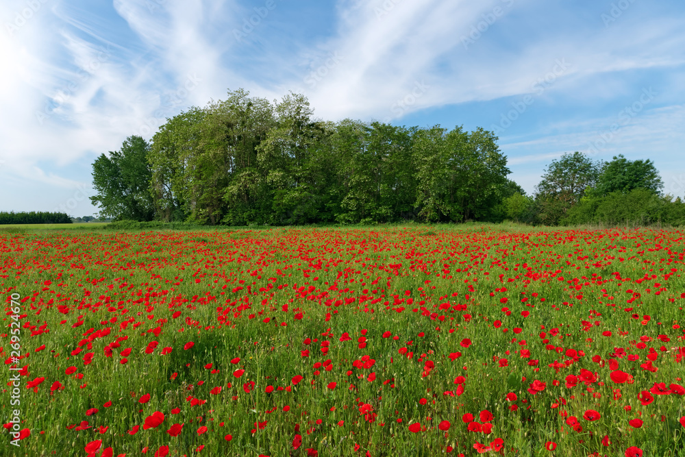 Poppy field in Loire valley