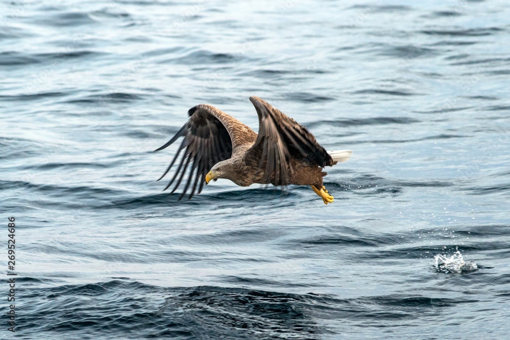 Fototapeta premium White-tailed eagle in flight, eagle with a fish which has been just plucked from the water in Hokkaido, Japan, eagle with a fish flies over a sea, majestic sea eagle, exotic birding in Asia,wallpaper