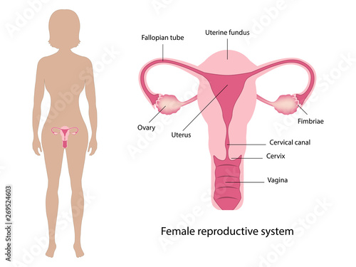 Female reproductive system vector ESP10