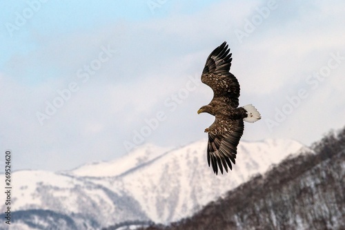 White-tailed eagle flying in front of winter mountains scenery in Hokkaido, Bird silhouette. Beautiful nature scenery in winter. Mountain covered by snow, glacier, birding in Asia, wallpaper,Japan