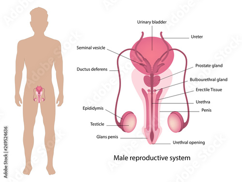 Male reproductive system vector ESP10