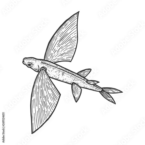 Flying fish animal sketch engraving vector illustration. Scratch board style imitation. Black and white hand drawn image.