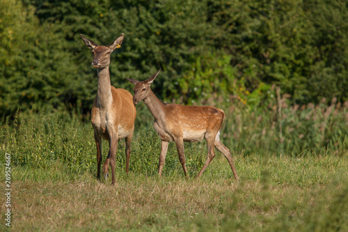 Doe and a fawn in the forest