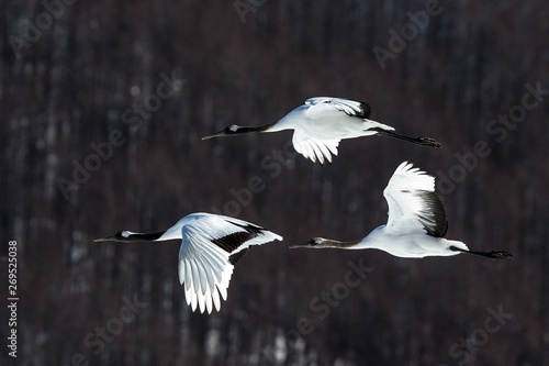 Red crowned cranes (grus japonensis) in flight with outstretched wings against forest, winter, Hokkaido, Japan, japanese crane, beautiful mystic national white and black birds, elegant animal