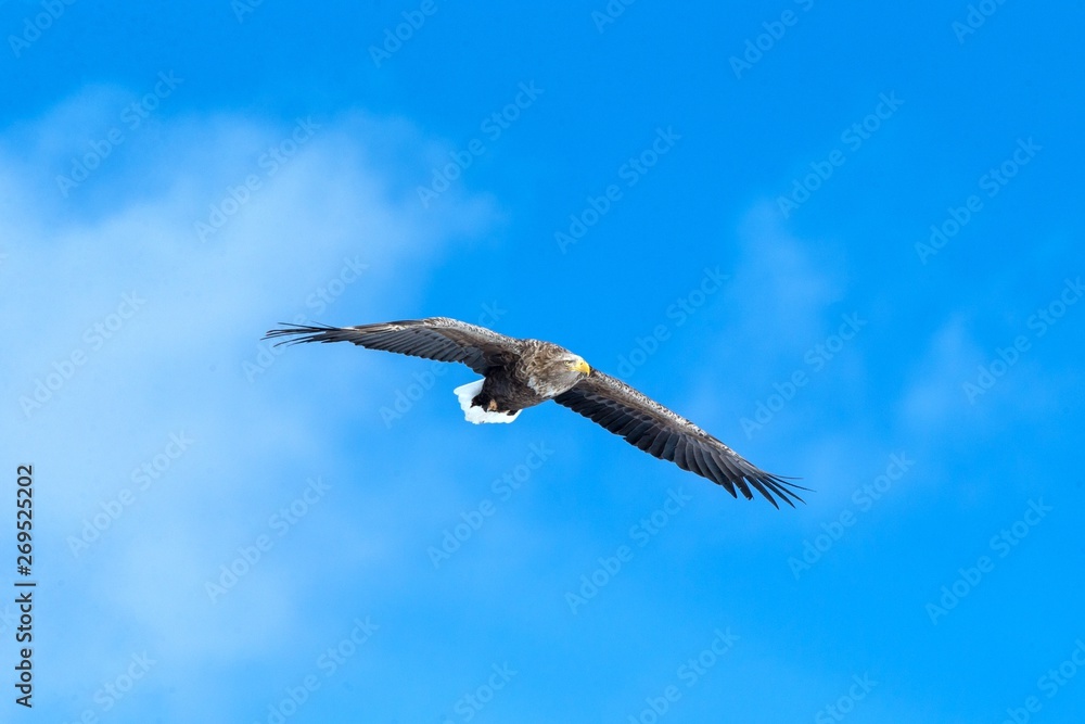 White-tailed eagle in flight, eagle flying against blue sky with clouds in Hokkaido, Japan, silhouette of eagle at sunrise, majestic sea eagle, wallpaper, bird isolated silhouette, birding in Asia White-tailed eagle in flight, eagle flying against blue sky with clouds in Hokkaido, Japan, silhouette of eagle at sunrise, majestic sea eagle, wallpaper, bird isolated silhouette, birding in Asia