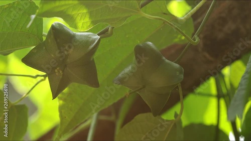 Close up of fresh Sacha inchi, Sacha peanut, Inca peanut, Supua or Mountain peanut growing on plantation with morning sunlight photo