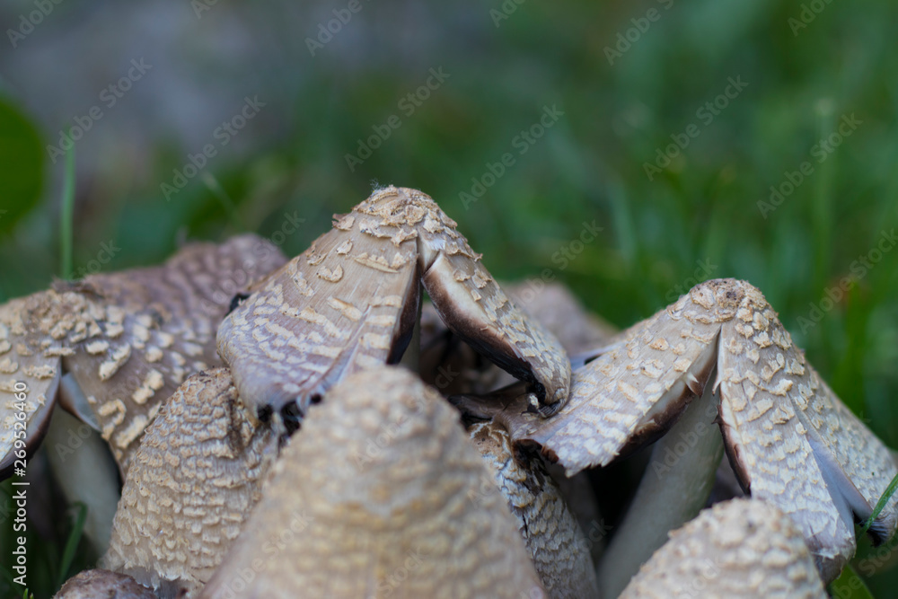 poisonous mushrooms on the background of green grass. selective focus. hallucinogenic mushrooms. torn mushroom cap. mushroom poisoning. death of a poison mushroom. poisonous mushrooms on the background of green grass. selective focus. hallucinogenic mushrooms. torn mushroom cap. mushroom poisoning. death of a poison mushroom.