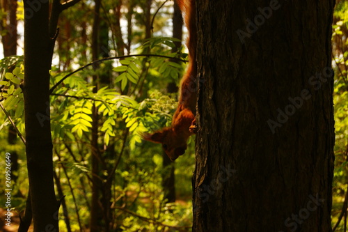 squirrel on tree © Eugene