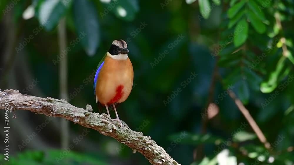 The Blue-winged Pitta has seven visible colours and it is commonly found in Thailand and other Southeast Asian countries; it is friendly and likes to go near people and an absolute joy to photograph. The Blue-winged Pitta has seven visible colours and it is commonly found in Thailand and other Southeast Asian countries; it is friendly and likes to go near people and an absolute joy to photograph.