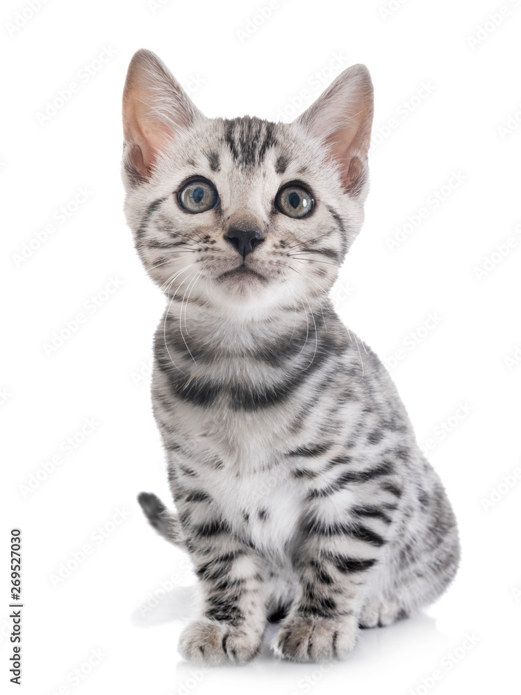 bengal kitten in studio