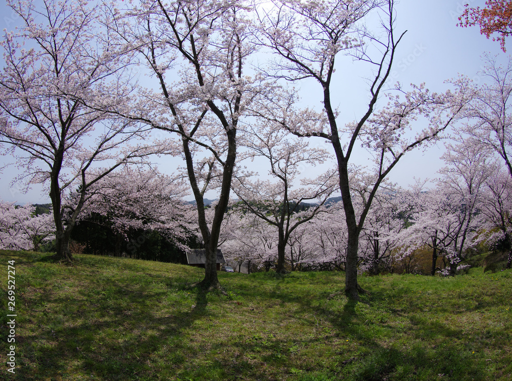 逆光の中の桜公園