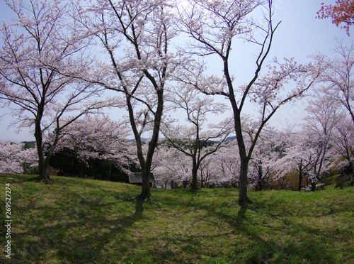 逆光の中の桜公園