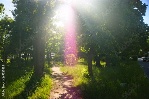rays of sun in forest