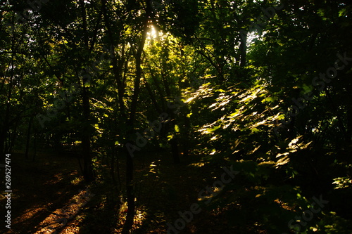 sun in the forest