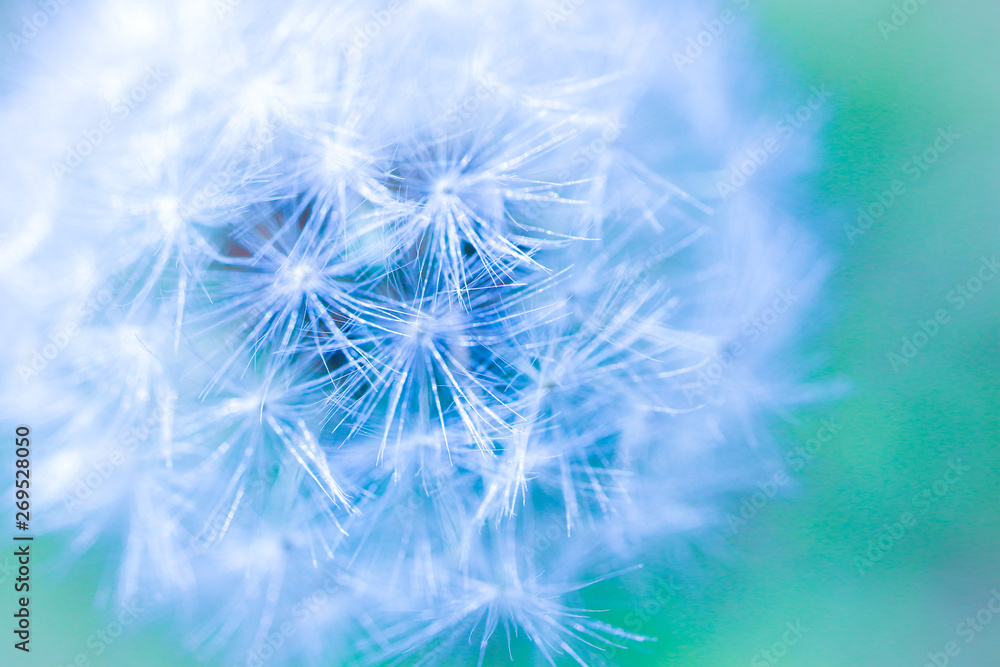 Fototapeta premium タンポポの綿毛のファンタジックなイメージ