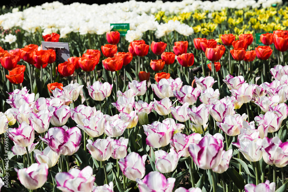 Beautiful bouquet of tulips nature background. Beautiful bouquet of tulips nature background.
