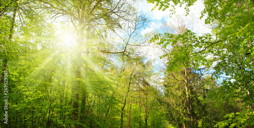 Sunlight in the green spring forest in germany. © Swetlana Wall