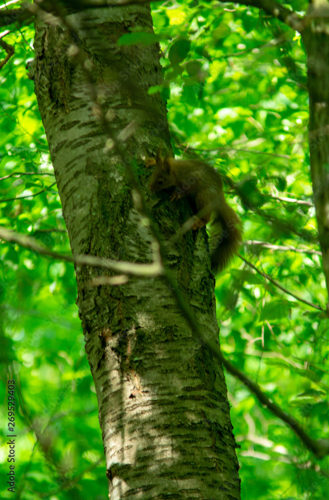 Fototapeta Eichhörnchen am Baum