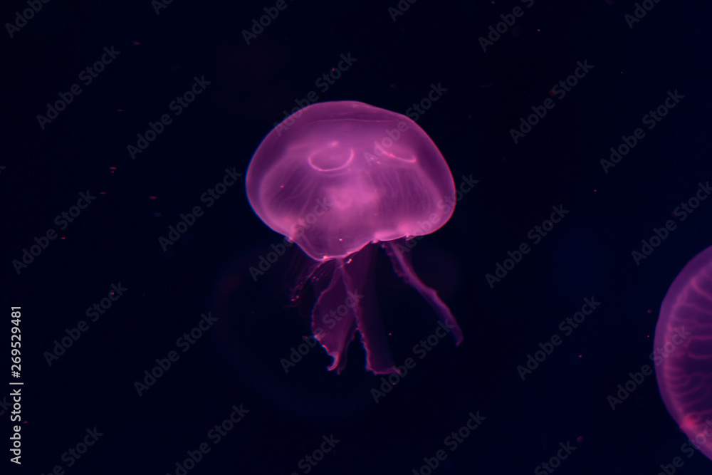 Fototapeta premium Close-up Jellyfish, Medusa in fish tank with neon light. Jellyfish is free-swimming marine coelenterate with a jellylike bell- or saucer-shaped body that is typically transparent.
