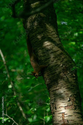 Eichhörnchen am Baum © Jan