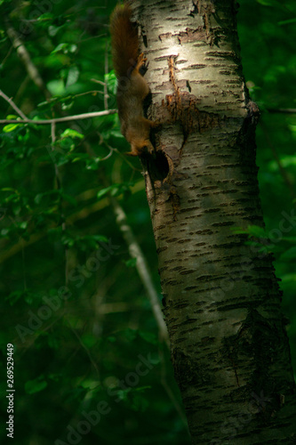 Eichhörnchen am Specht-Nest © Jan
