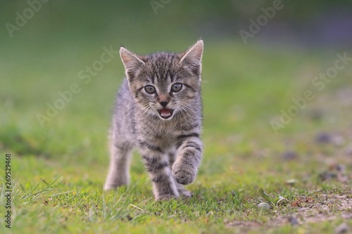 Cute little kitten goes in the grass and meows. Felis silvestris catus. Beautiful tabby kitten in the garden
