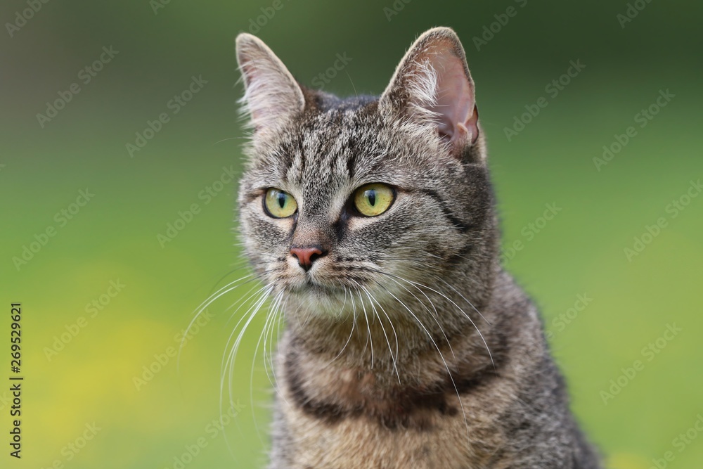 Close up tiger cat (tabby) with green background, Portrait of tabby cat. felis silvestris 