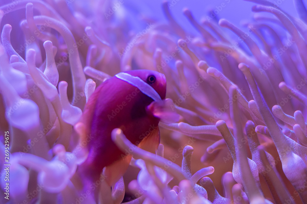 Beautiful sea flower in underwater world with corals and fish. Nature background. Beautiful sea flower in underwater world with corals and fish. Nature background.