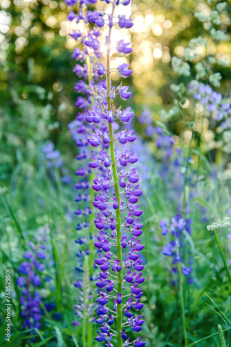 Purple Lupin in the forest at sunset
