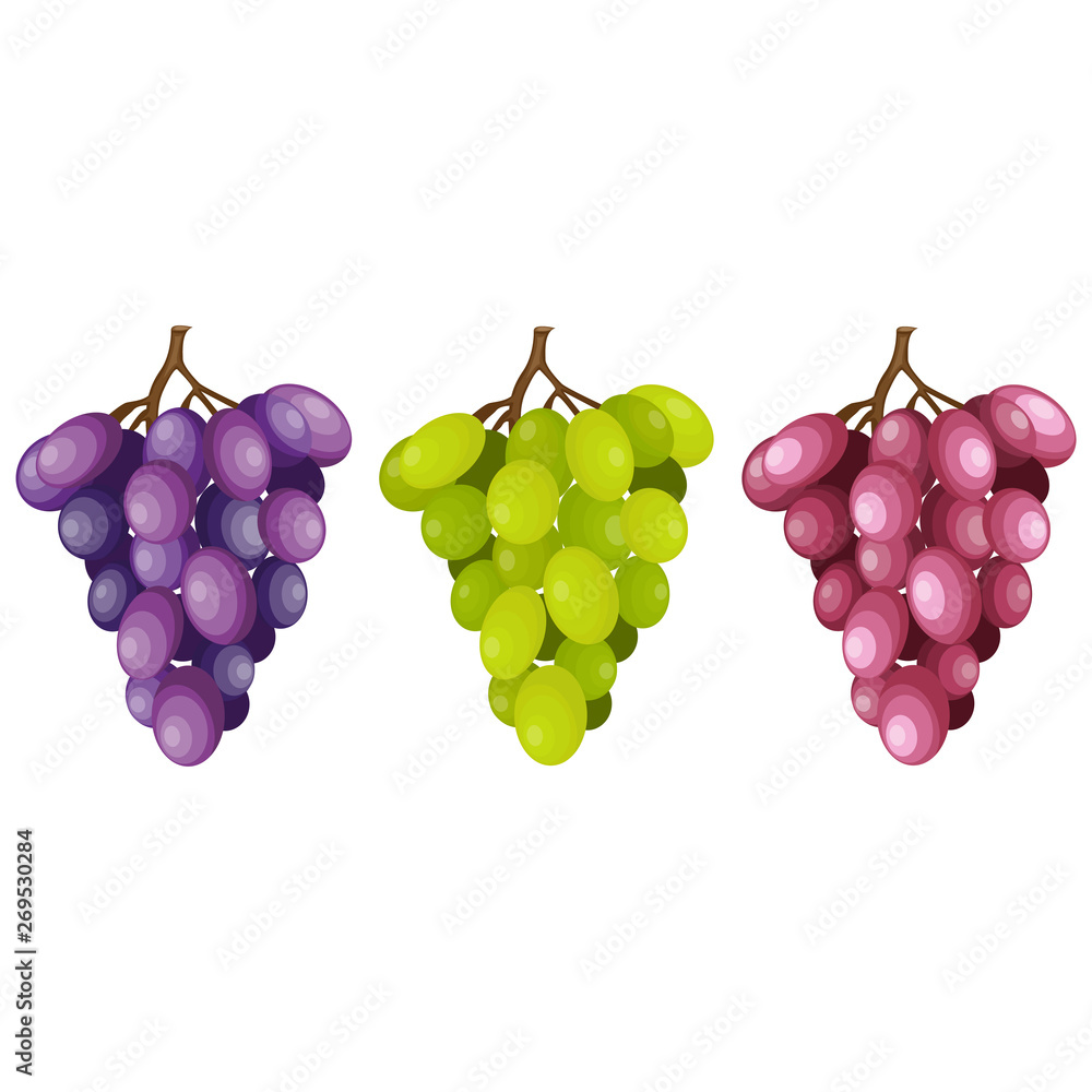Bunch of grapes, vector illustration Bunch of grapes, vector illustration