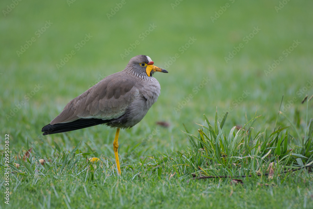 Naklejka premium African wattled Lapwing bird