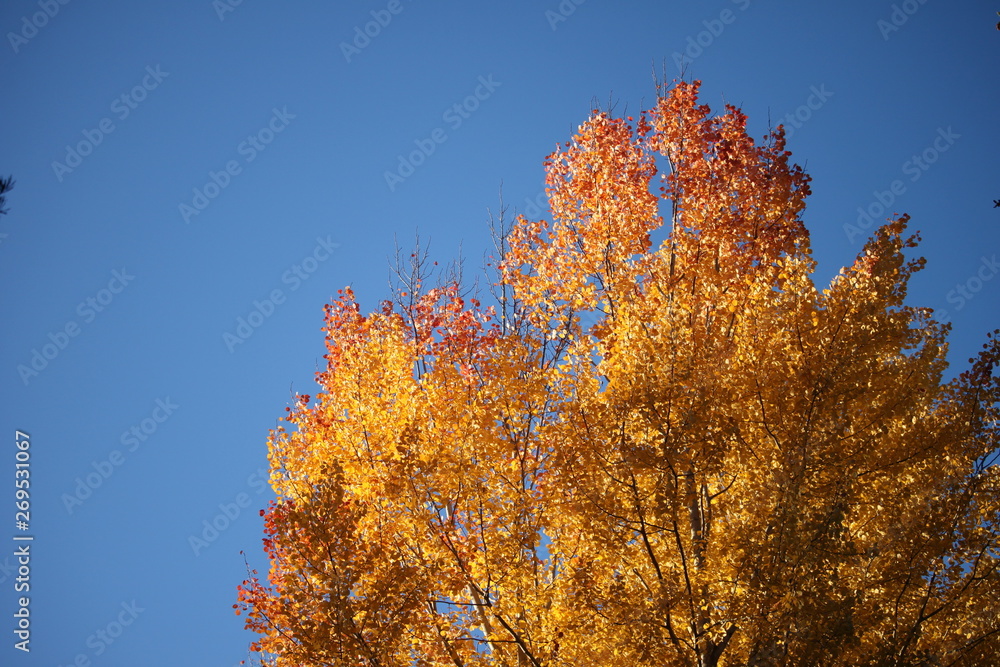 yellow tree in autumn