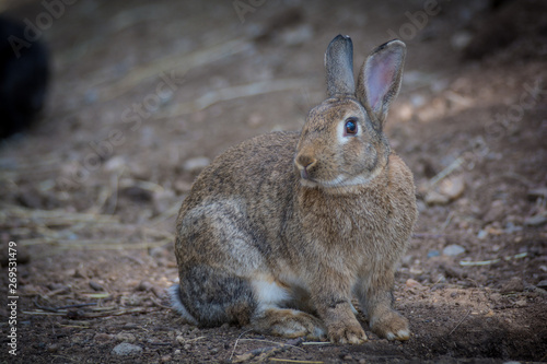 Bunny rabbit in enclosure