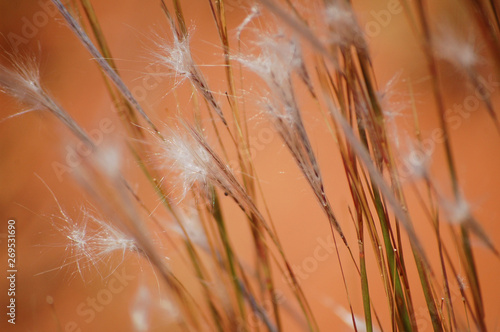 Grass seeds