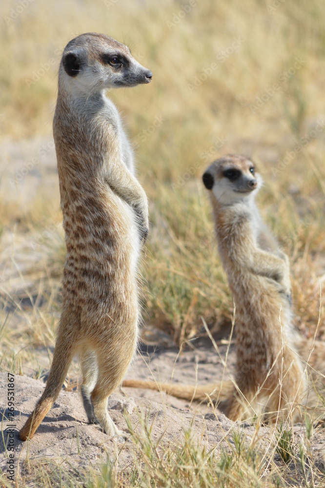 Fototapeta premium botswana (safari fotografico)