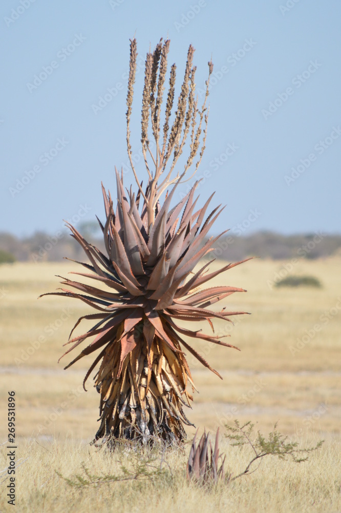 botswana (safari fotografico)