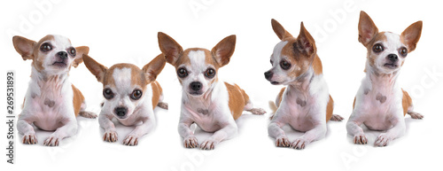 Chihuahua isolated on white background
