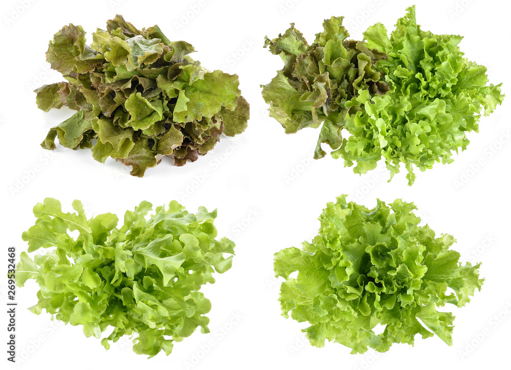 Obraz premium fresh green lettuce leaves isolated on white