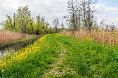 Winding grassy path in a Dutch nature reserve in springtime