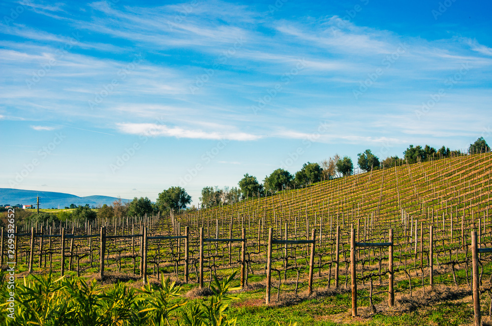 Fototapeta premium Vinhedo em Portugal– imagens de bancos de imagens
