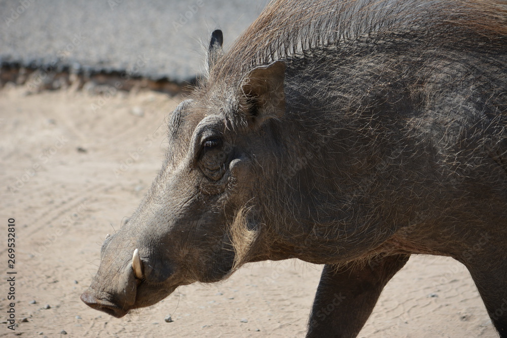 Fototapeta premium botswana (safari fotografico)