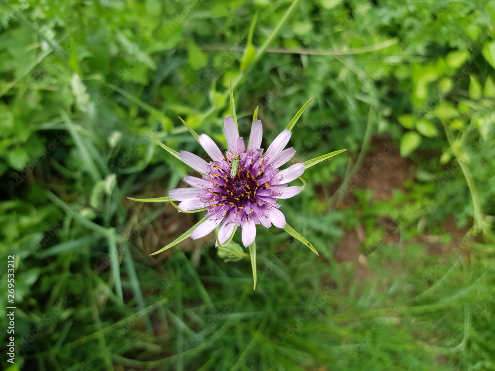 Insecte vert sur une fleur de salsifis Insecte vert sur une fleur de salsifis