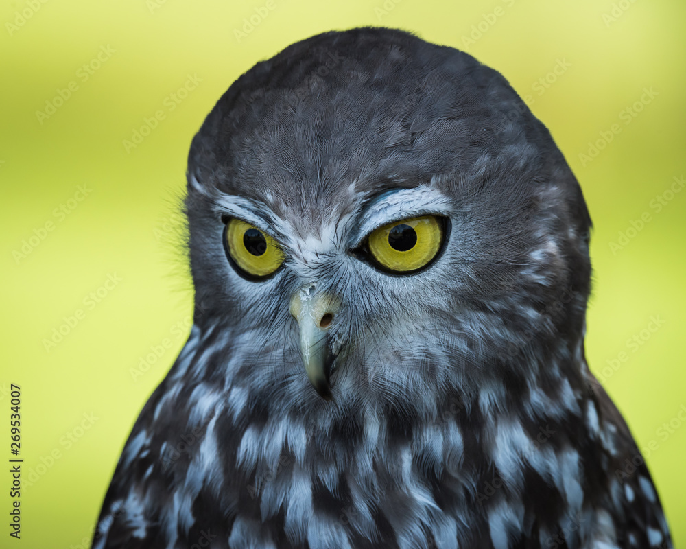 Obraz premium Barking owl portrait in Brisbane, Queensland, Australia