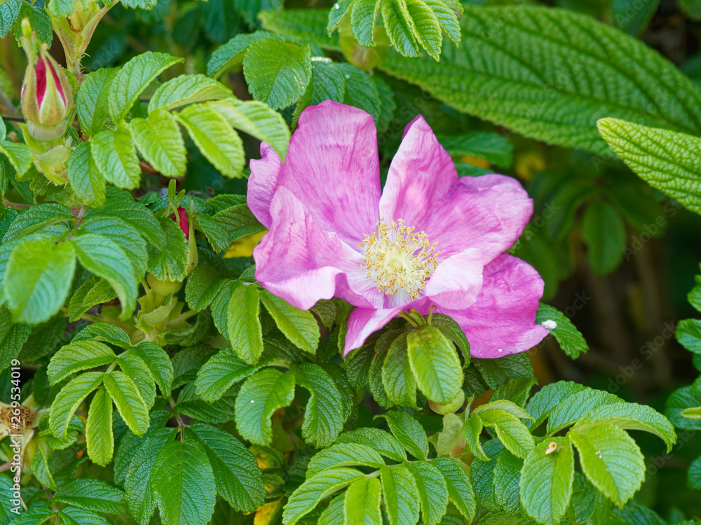 Rosa majalis. Rosier de mai ou rosier cannelle Rosa majalis. Rosier de mai ou rosier cannelle