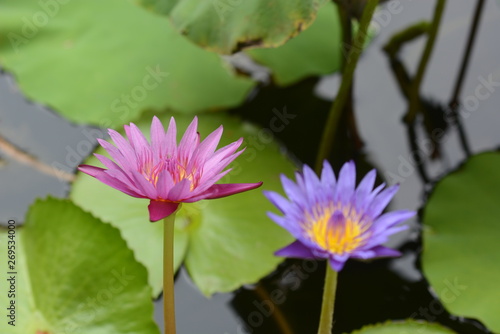 lotus in the pond