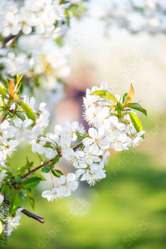 Blooming cherry flowers branch close up. Beautiful blues sky