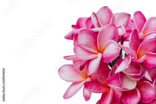 close up pink plumeria isolated on white background