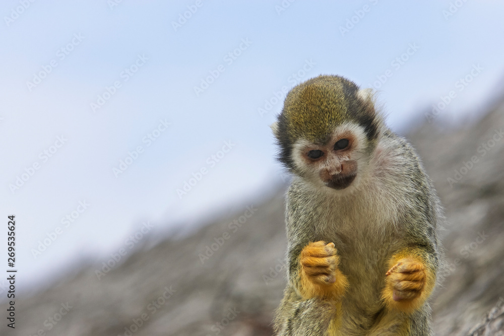 Fototapeta premium Close up of squirrel monkey against a blue sky