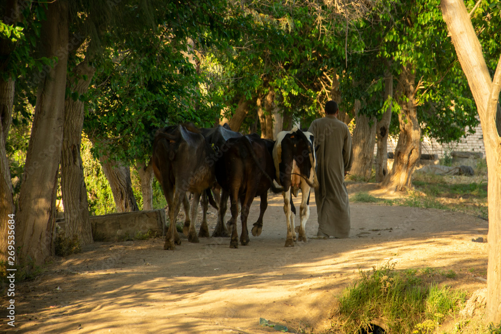 a rancher walking with his cattles a rancher walking with his cattles